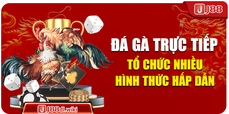 Đá gà trực tiếp tổ chức nhiều hình thức hấp dẫn