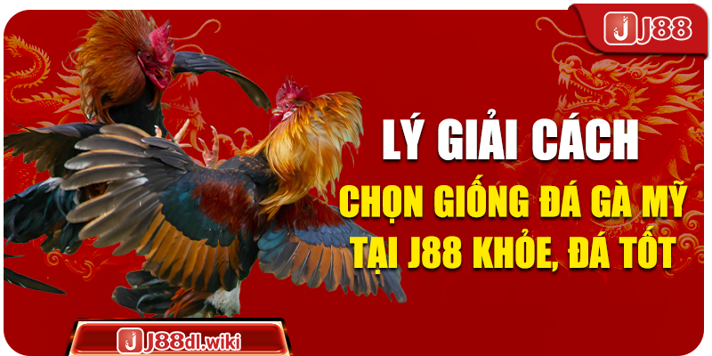 Lý giải cách chọn giống đá gà Mỹ tại J88 khỏe, đá tốt